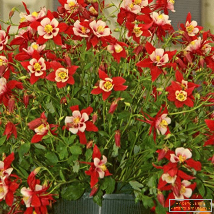червени цветя aquilegia