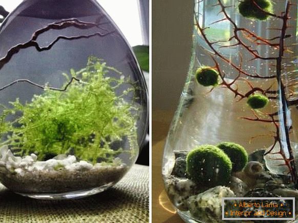 Стайни растения - водорасли