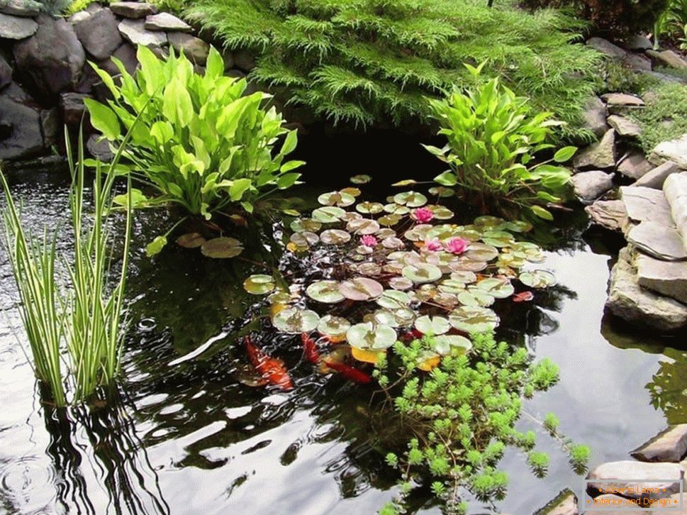 Водни растения в езерото