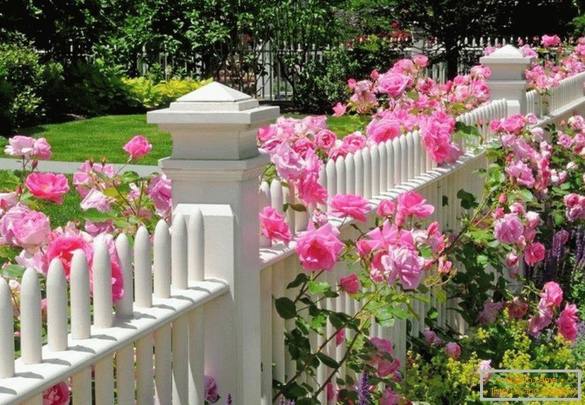 Розария по оградата