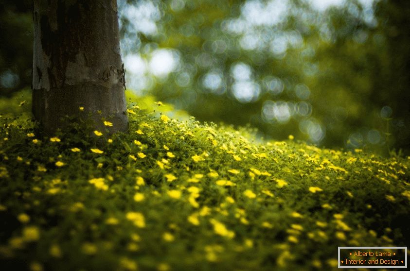 Цветя в гората, Брук Пенингтън