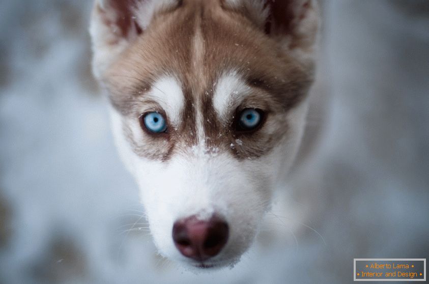 Сладко кученце със сини очи
