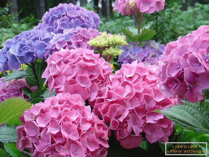 Бледо розово и бледо лилаво съцветия са любими сред съвременните градинари.