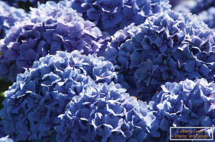 Виолетовите цветя на градинските хортензии се събират в обемни, буйни съцветия със закръглена форма.