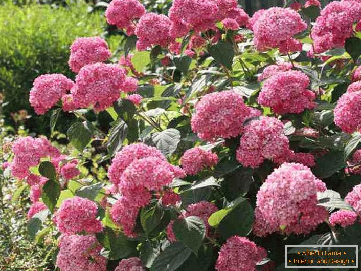 Ярки съцветия на хортензия от дърво-подобен ярко розов цвят.