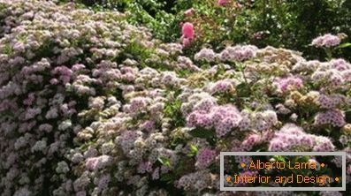 Оригинално хеджиране (88 снимки)