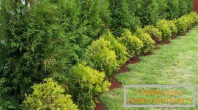 Оригинално хеджиране (88 снимки)