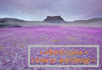 Пустините в Юта избухнаха в цветове