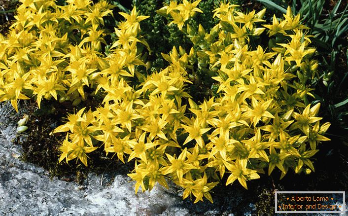 Ярко жълти съцветия на един от видовете от семейството на декоративни храсти са остър scoria.