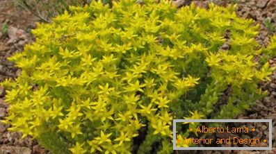 Почистване на растенията: засаждане и грижи