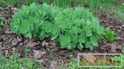 Почистване на растенията: засаждане и грижи