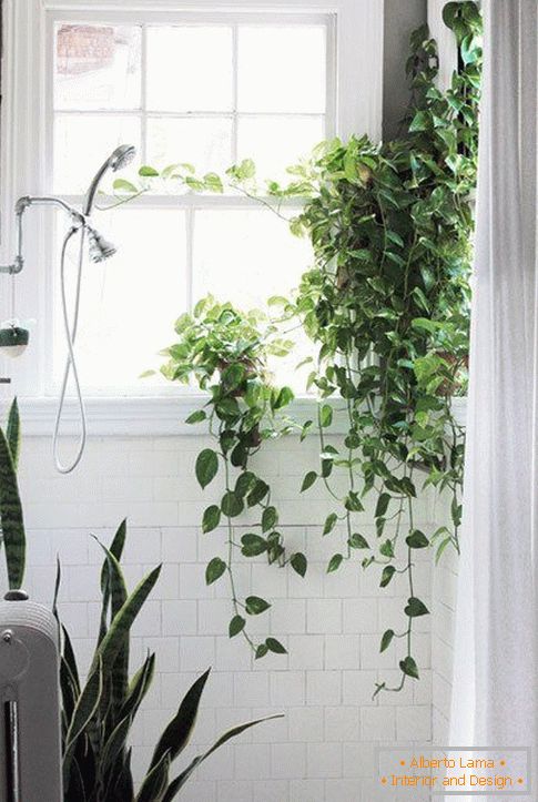Растения в дизайна на банята