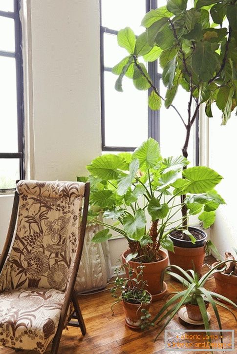 вътрешен растения за креслом