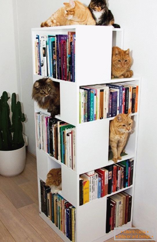 Рафтове за котки в книжном стеллаже