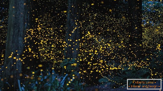 Прекрасни златни светулки от японския фотограф Юки Каро