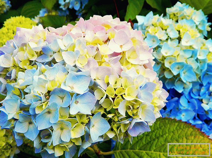 Многоцветни хортензия цветя
