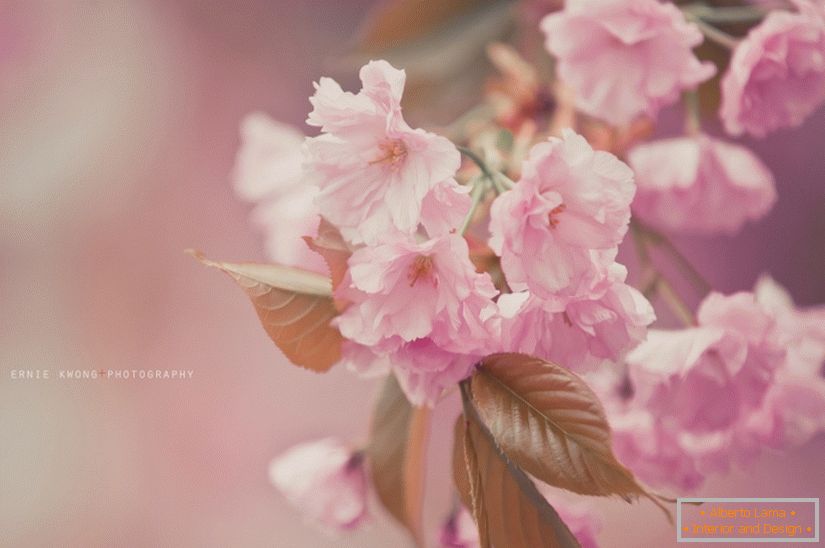 Фотографии цветов Ърни Кунг