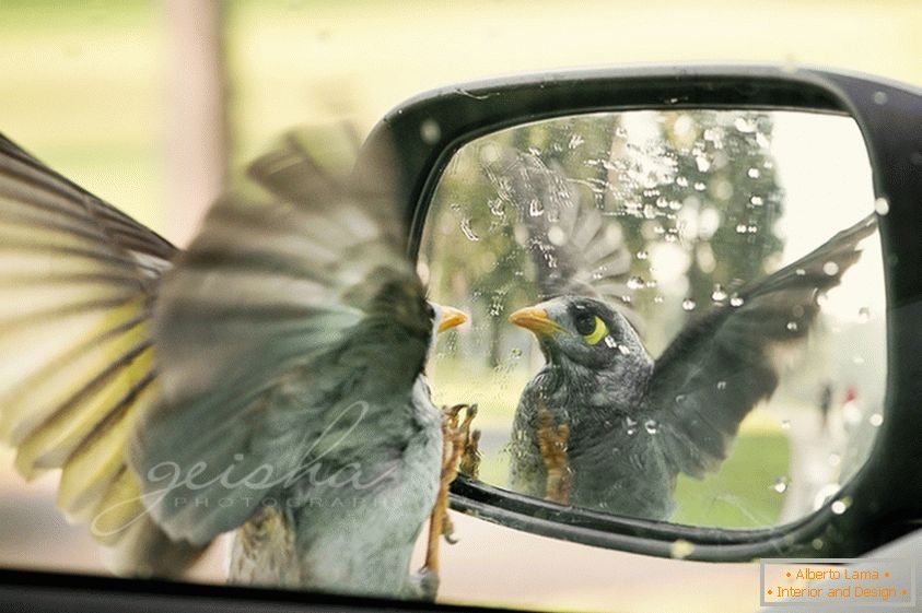 Птицата гледа в страничното огледало на колата