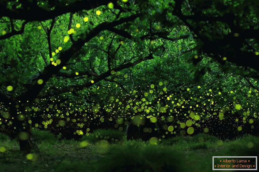Магически снимки на светулки в Нагоя, Япония