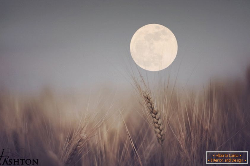 Луна на фона на пшеница