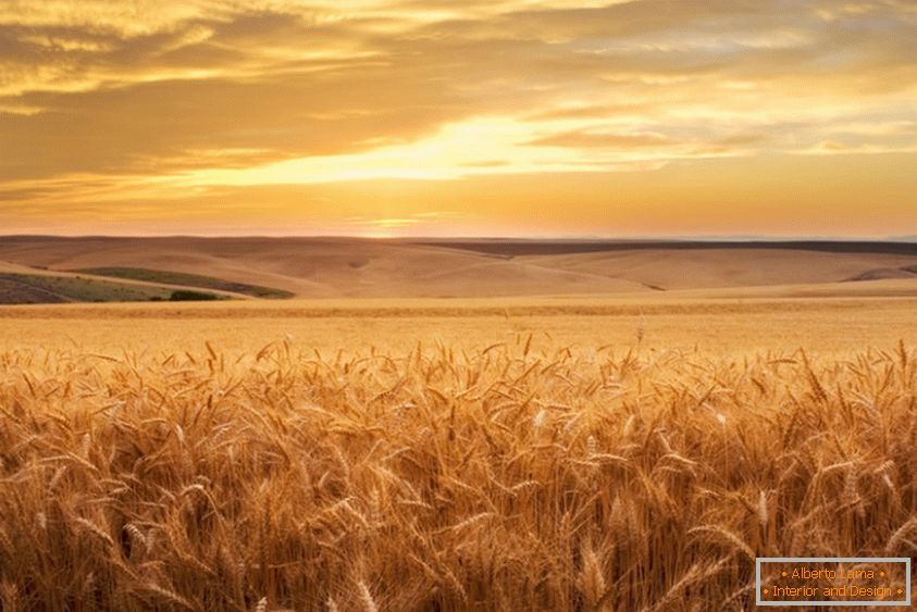Златно пшенично поле от фотографа Брент Елсбъри