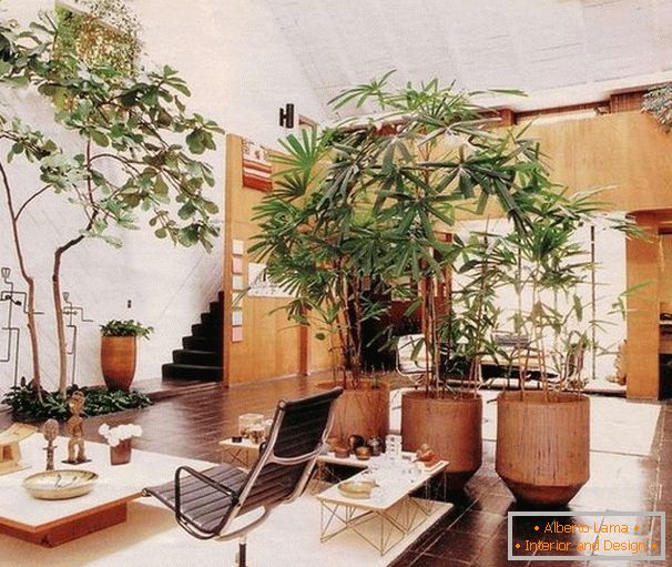 Вътрешни растения в хола